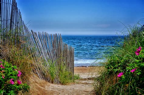 Beach Roses Photograph by Tricia Marchlik