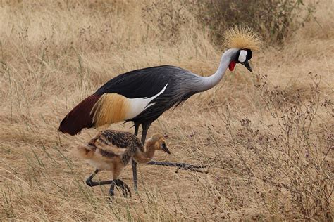 Safari in Tanzania's Ngorongoro Crater | Sparkles and Shoes