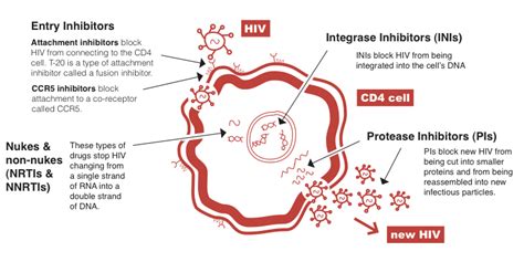 HIV life cycle | HIV i-Base