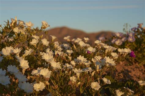 Atacama Desert in Flower stock photo. Image of blue, arid - 99294632