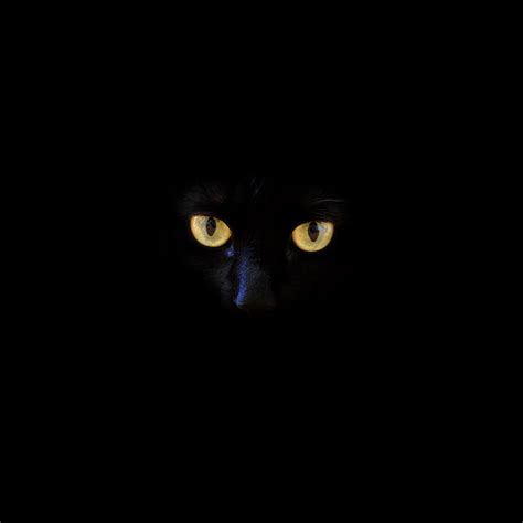 Dark Cat Wallpapers - Wallpaper Cave