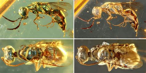 Amber fossils unlock true color of 99-million-year-old insects