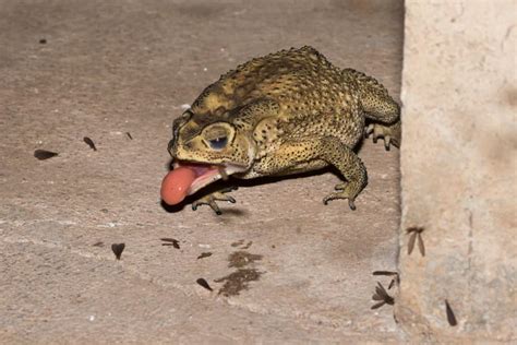 12 Things That Toads Like to Eat Most (Diet, Care & Feeding Tips)