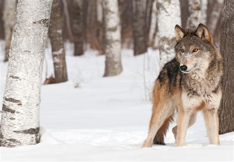 Yellowstone Wolves in the Winter: What to watch for, That you can see - Nine Quarter Circle ...