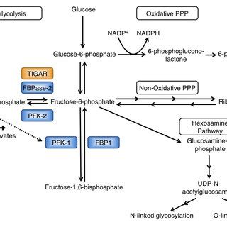 TIGAR functions as a fructose-2,6-bisphosphatase. Schematic of ...