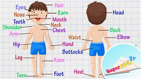 Parts Of The Human Body - Kids Vocabulary - Learning English For Kids - YouTube