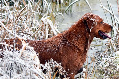 Hunting Dog Profile: The Happy, People-Pleasing Golden Retriever ...