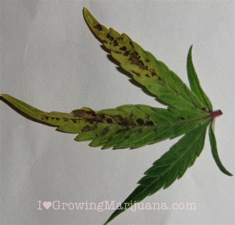 Fungus Gnats On Marijuana Plants - Pest and Bug Control