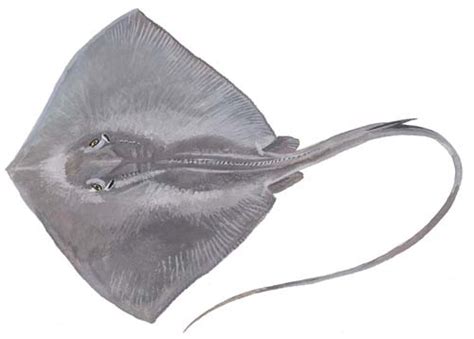 Southern Stingray Fishing Guide | How to Catch a Southern Stingray