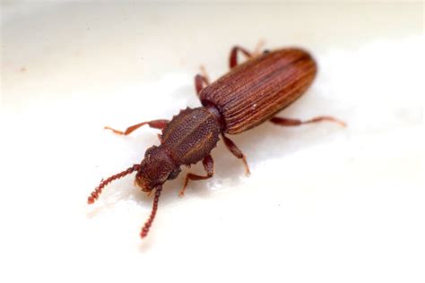 Sawtoothed Grain Beetle | Pantry Pests | Killroy Pest Control