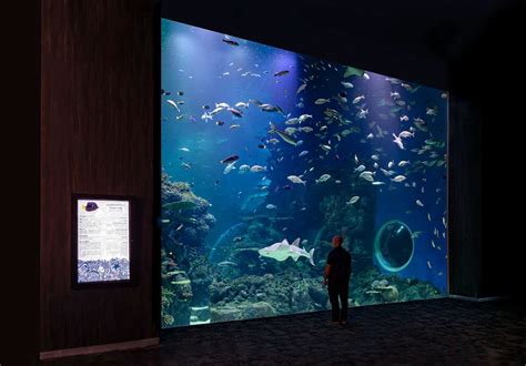 Creating Iconic International Aquariums On The Sunshine Coast | Invest Sunshine Coast