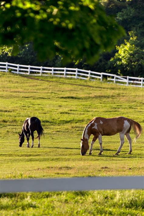 Download Horses in Pasture Royalty Free Stock Photo and Image