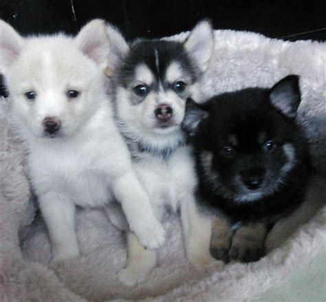 CKC POMSKY (POMERANIAN/SIBERIAN HUSKY) PUPPIES for Sale in Murrieta, California Classified ...