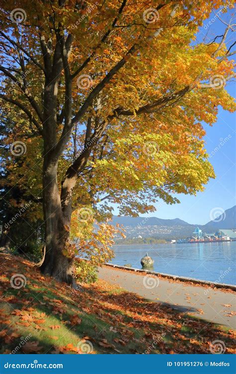 Fall Colors in Vancouver`s Stanley Park Stock Photo - Image of british ...