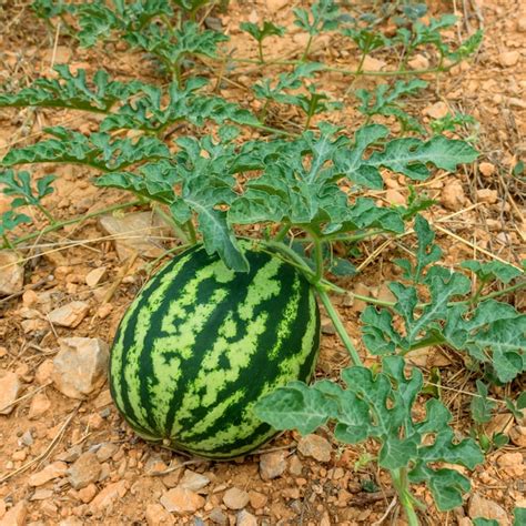 Premium Photo | Watermelon in the garden