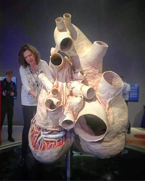 The only preserved Blue Whale heart in the world! : r/Damnthatsinteresting