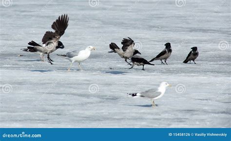 European Herring Gull, Larus Argentatus Stock Photo - Image of habitat, wild: 15458126