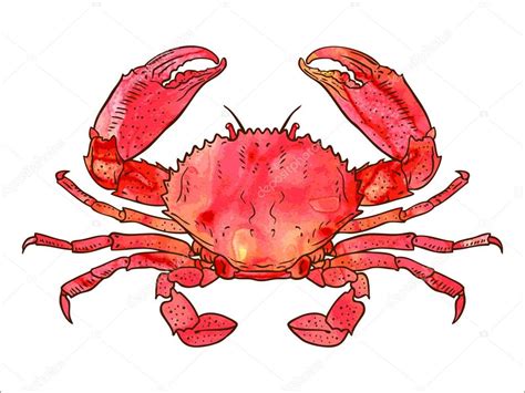 Watercolor Crab — Stock Vector © mything #39624587