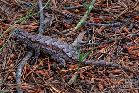 Fence Lizard Photograph by Joshua Bales - Pixels