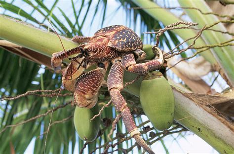 Giant Coconut Crab – Telegraph