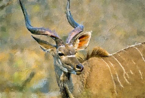 African Kudu,digital Oil Painting Stock Illustration - Illustration of wild, animal: 238961743