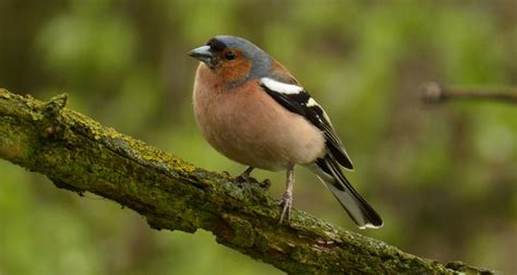 Pinson des arbres, un oiseau forestier de nos régions | EcoTree