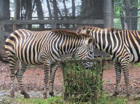 Ragunan zoo, Jakarta editorial photo. Image of destination - 116768246