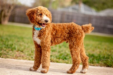 Moyen Poodles - Are They The Goldilocks Of The Breed? | PoodleHQ ...