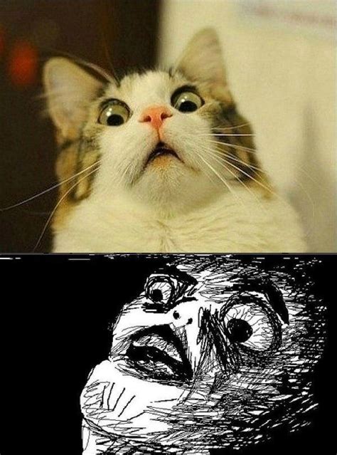 [Image - 217772] | Oh Crap / OMG Rage Face | Funny cat faces, Funny cat memes, Cats