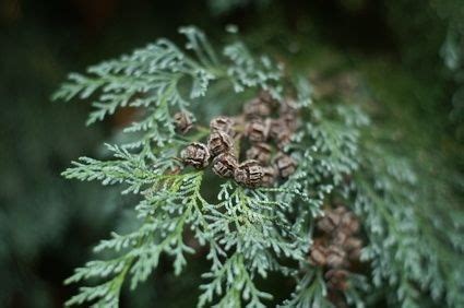 How Far Apart Do You Space Leyland Cypress Trees? | eHow | Leyland cypress trees, Leyland ...