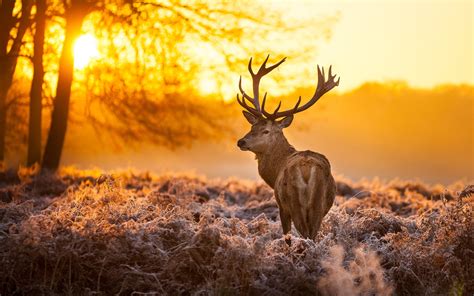 Deer Backgrounds Free Download