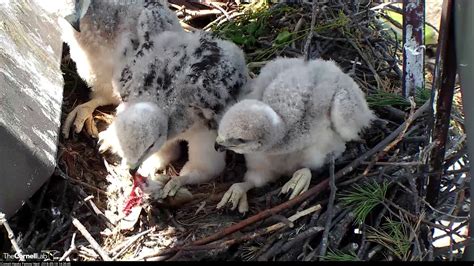 Red-tailed Hawk Chicks Self-feeding In The Nest – May 18, 2018 - YouTube