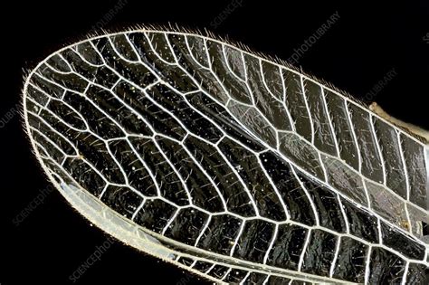 Dragonfly wing, light micrograph - Stock Image - C014/4655 - Science ...