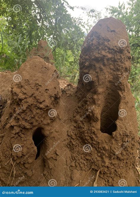 A Close-up View of a Termite Mound. Stock Image - Image of selective ...