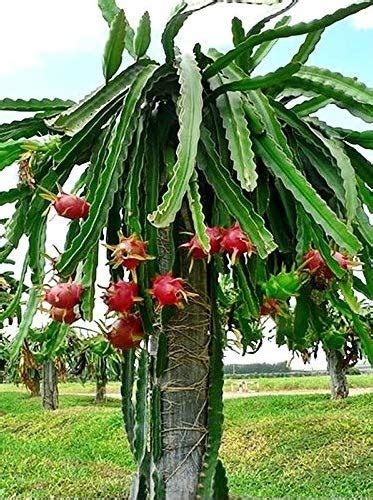 Kolkata Orchid Online DRAGON FRUIT LIVE PLANT 4" To 5" HEIGHT IN GROWBAG (1) : Amazon.in: Garden ...