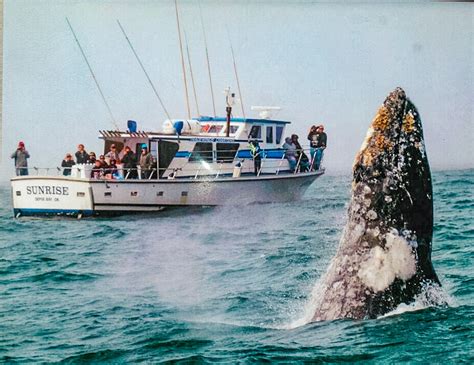 Depoe Bay Whale Watching and Fishing Charters