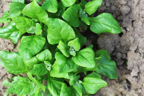 How to Plant and Grow New Zealand Spinach - Harvest to Table