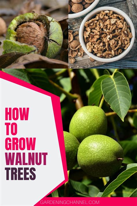 How to Grow Walnut Trees | Walnut tree, Growing, Walnut