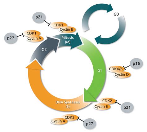 High-resolution time-lapse imaging of cell response to CDK2-inhibition