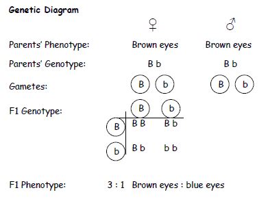 #132 Genetic diagrams | Biology Notes for A level