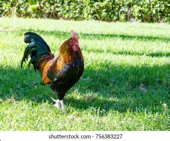 69 Banty Rooster Royalty-Free Images, Stock Photos & Pictures | Shutterstock