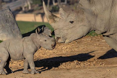 Baby Rhinoceros Animal