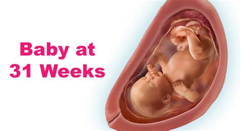 31 Weeks Pregnant Symptoms, Fetus, Ultrasound, Baby Development