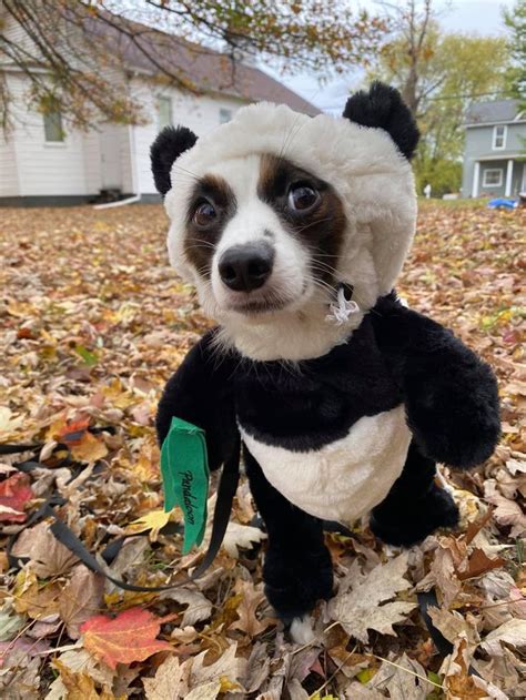 Panda Halloween Dog Costume | Dog halloween costumes, Dog costume, Dog halloween