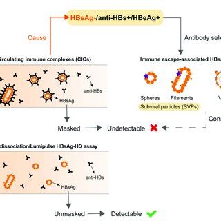 HBsAg-CICs detection of the 10 HBsAg-/anti-HBs+/HBeAg+ samples ...