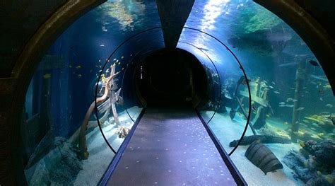 London Aquarium - Sea Life Centre
