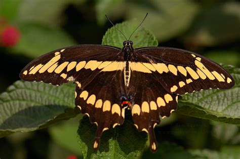 Swallowtail Butterflies