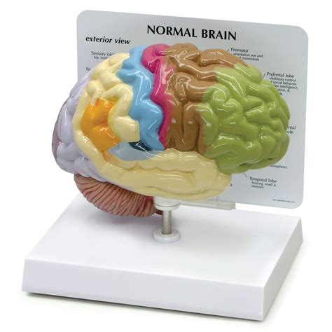 Buy Half Brain Model | Human Body Anatomy Replica of Normal Brain w/Sensory & Motor Functions ...