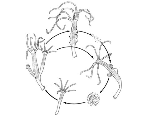 Phylum Cnidaria Reproduction Cycle Quiz