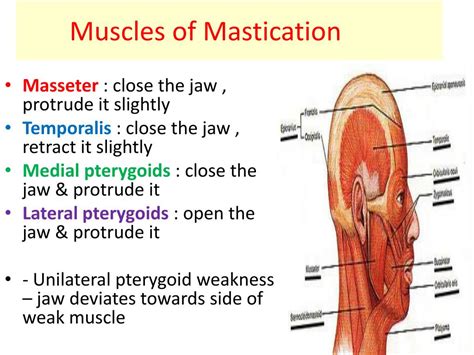 PPT - Trigeminal Nerve PowerPoint Presentation, free download - ID:6116397